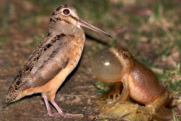 woodcock and spring peeper