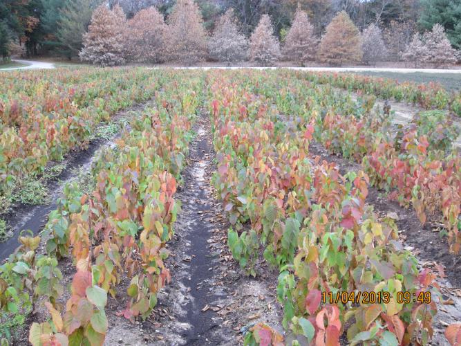 Rows of seedlings turning fall colors at White (George O) SF Nursery