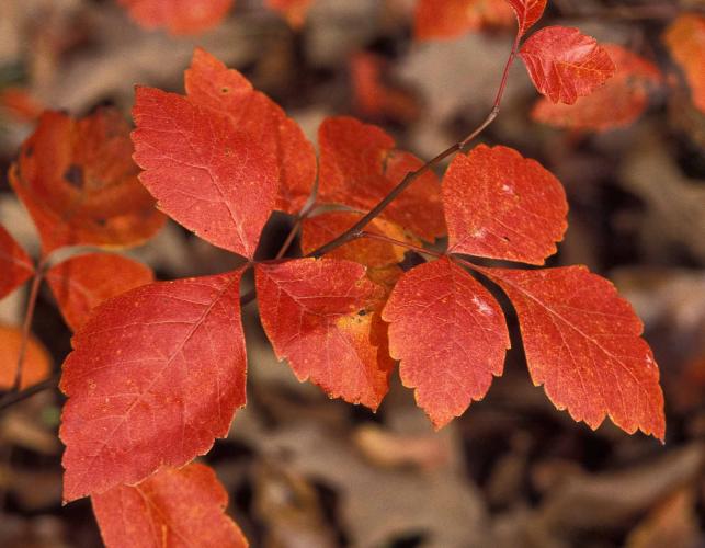 Fragrant sumac leaves in fall color