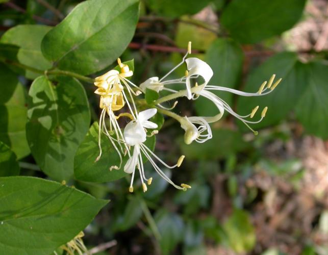 Photo of Japanese honeysuckle flowers.