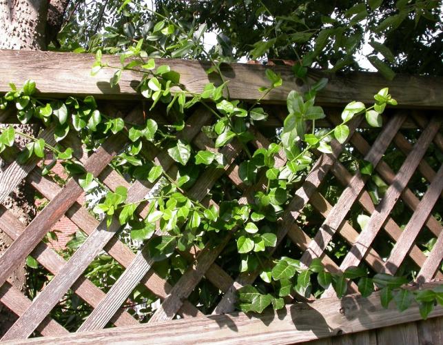Wintercreeper growing on a lattice fence