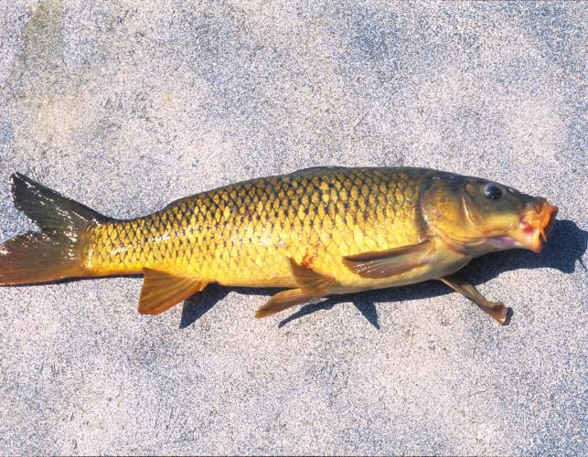Image of a common carp