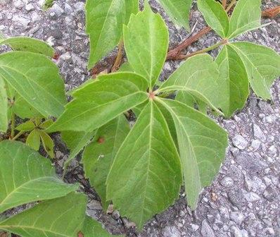 Image of Virginia creeper leaves