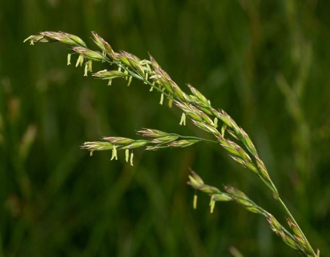 Photo of tall fescue flowers