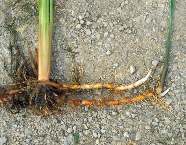 Photo of cattail root system showing rhizomes and new shoots