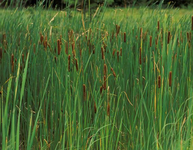 Photo of a dense stand of cattail plants