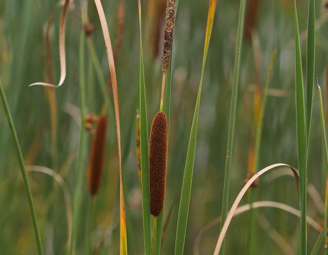 Photo of narrow-leaved cattail flowering stalks and leaves