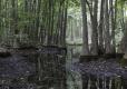Swamp with bald cypress trees 