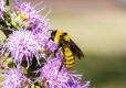 American Bumble bee