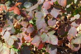 Fragrant sumac colony with purplish red fall color