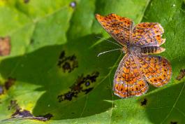 Speckled Butterfly