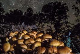 Mushrooms and Stars