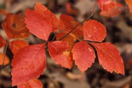 Fragrant sumac leaves in fall color
