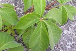 Image of Virginia creeper leaves