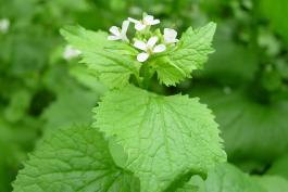 Photo of garlic mustard plant with flowers