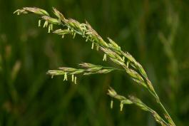 Photo of tall fescue flowers