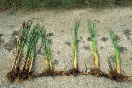 Photo of several cattail plants all connected to single runner