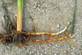 Photo of cattail root system showing rhizomes and new shoots