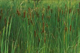 Photo of a dense stand of cattail plants