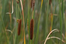 Photo of narrow-leaved cattail flowering stalks and leaves