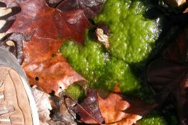 Picture of a patch of filamentous green algae floating in a stream.
