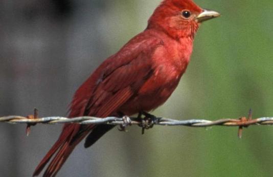adult male summer tanager 