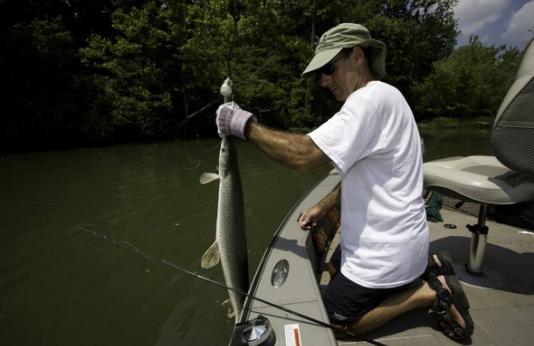 Angler holds longnose gar