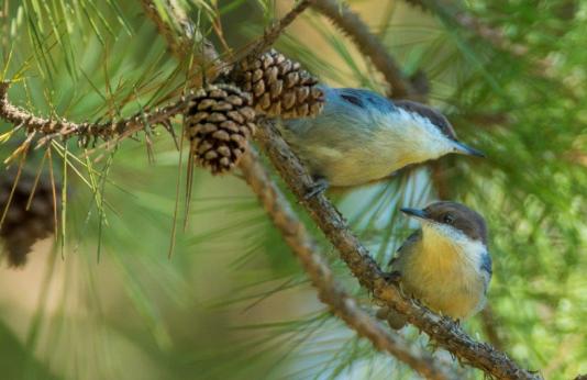 Brown-headed Nuthatches in pine tree