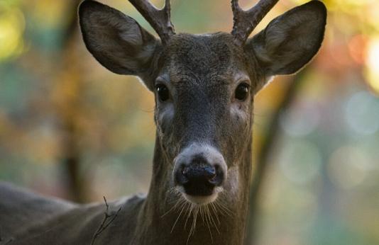 White tailed buck close up