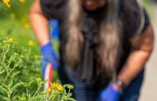Woman works in pollinator plot