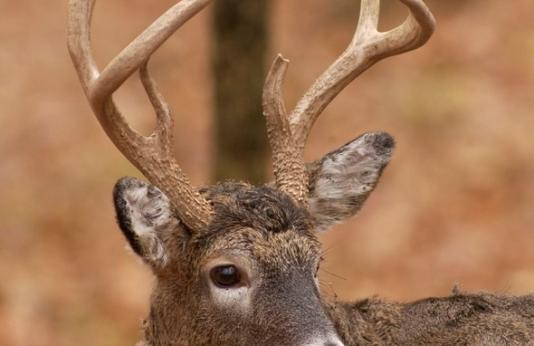 White tail buck in fall