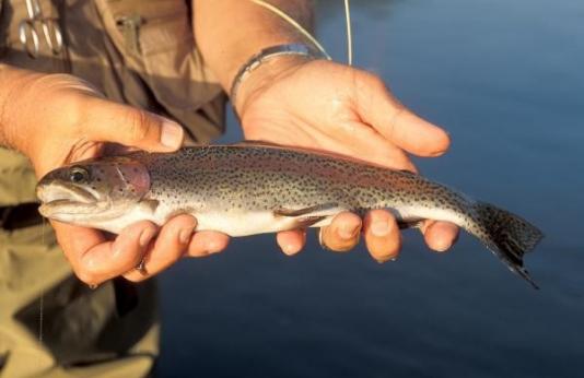 Fisherman holds rainbow trout