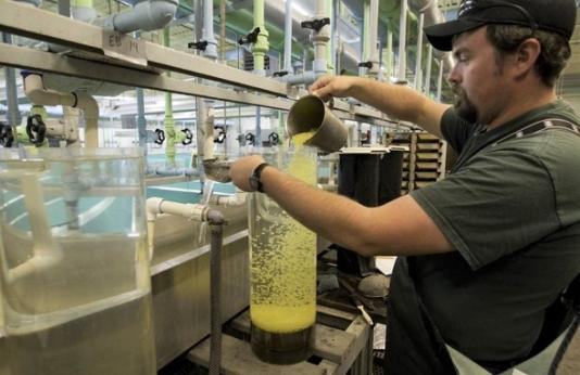 staff pour fertilized trout eggs into an egg incubation jar