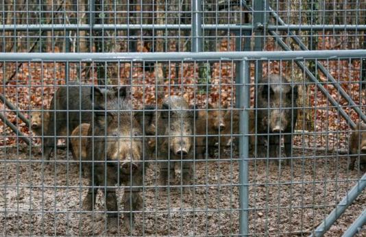 Feral hogs in a trap