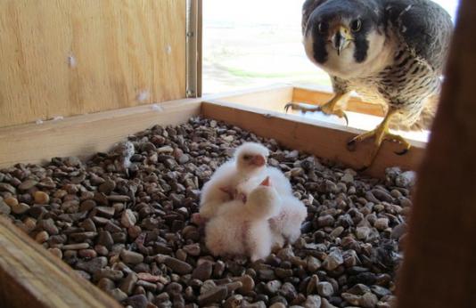 Peregrine falcon in a nesting box with chicks