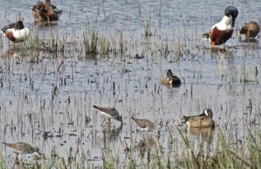 Waterfowl on wetland