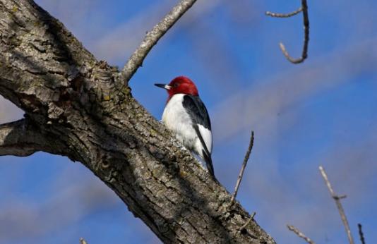 Red headed woodpecker on tree branch