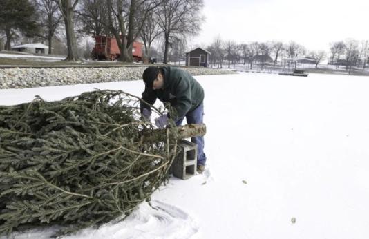 Staff preparing old Christmas tree for fish habitat