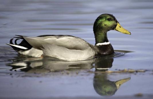 Male mallard duck in lake