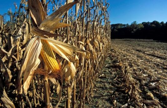 Corn plot