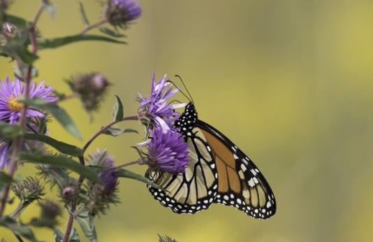 Monarch butterfly on New England aster