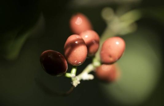 spicebush berries 