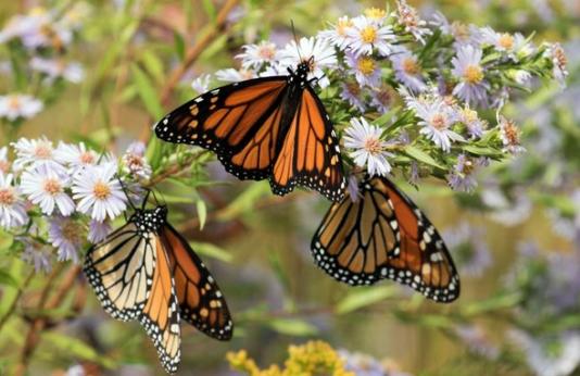 Three monarchs feed on native aster plant