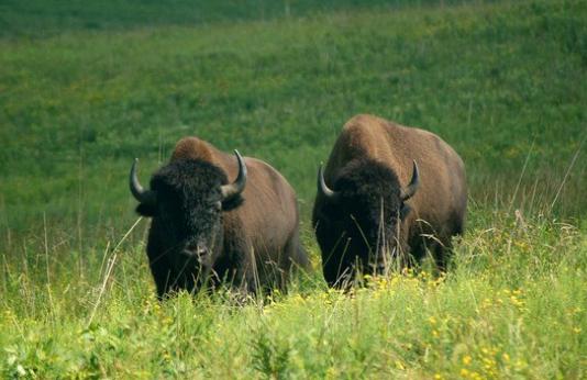 Two bison in prairie