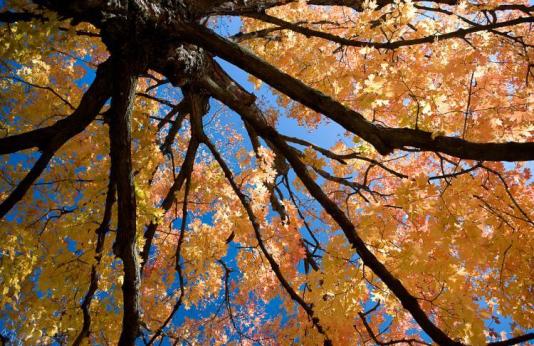 Orange fall color on maple tree