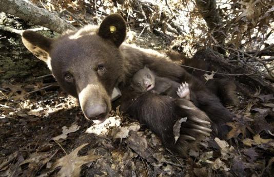 Female black bear lays in den with cub