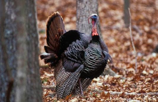 Wild turkey stands in a wooded area in fall