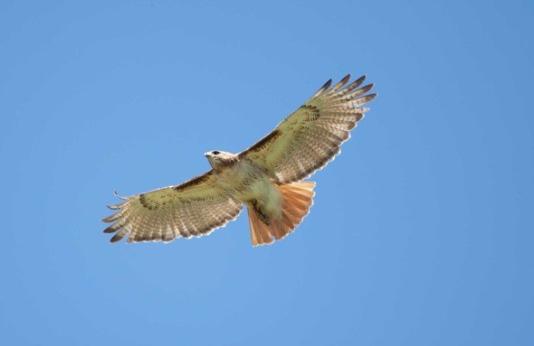 Red-tailed hawk flies in a blue sky