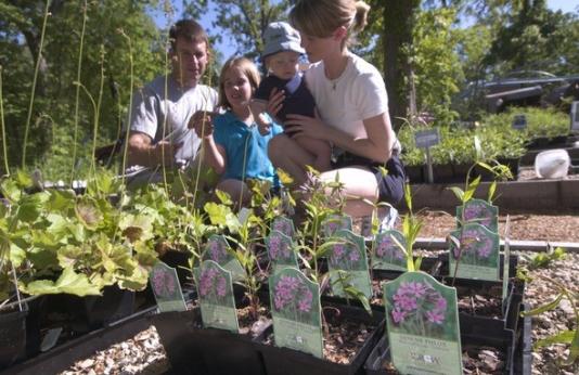Family of four looks at plants during native plant sale