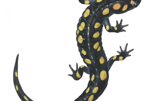 Drawing of spotted salamander